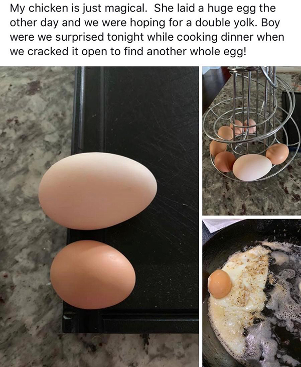 egg - My chicken is just magical. She laid a huge egg the other day and we were hoping for a double yolk. Boy were we surprised tonight while cooking dinner when we cracked it open to find another whole egg!