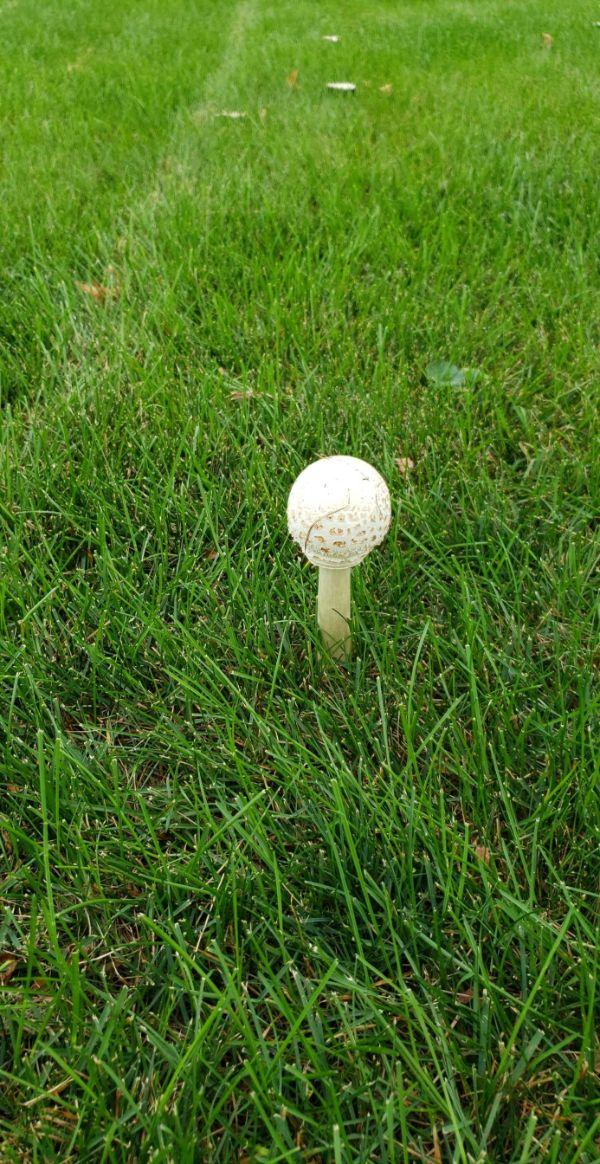 “A mushroom in my yard looks exactly like a golf ball on a tee.”