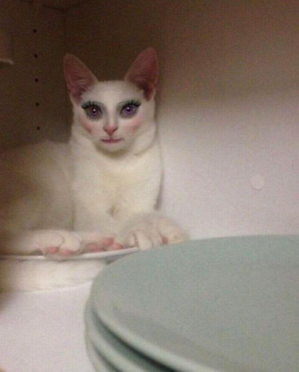 cat with makeup