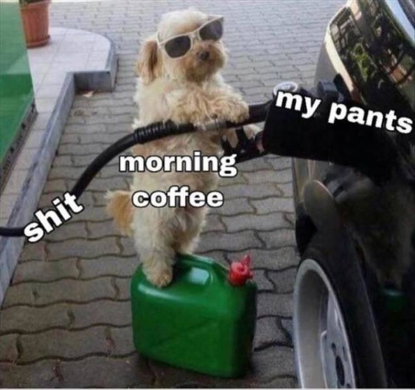 dog putting gas in car - my pants morning coffee shit