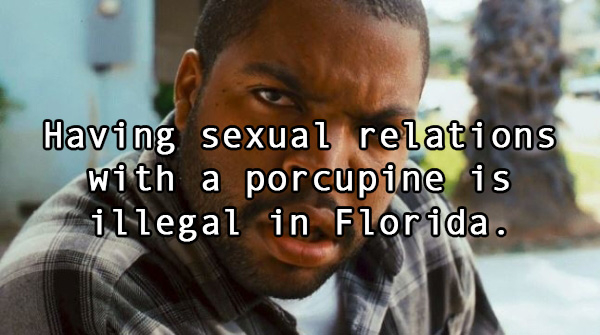 ice cube gif - Having sexual relations with a porcupine is illegal in Florida.