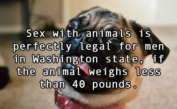 hacker - Sex with animals is perfectly legal for men in Washington state, if the animal weighs less than 40 pounds.