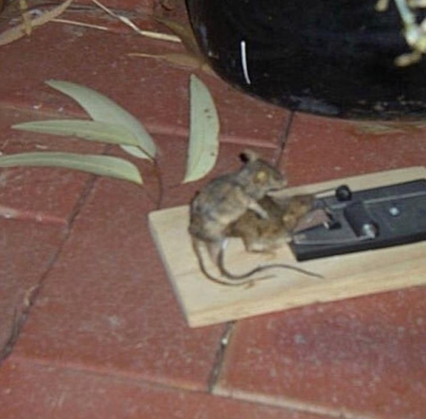 dead mouse fucked