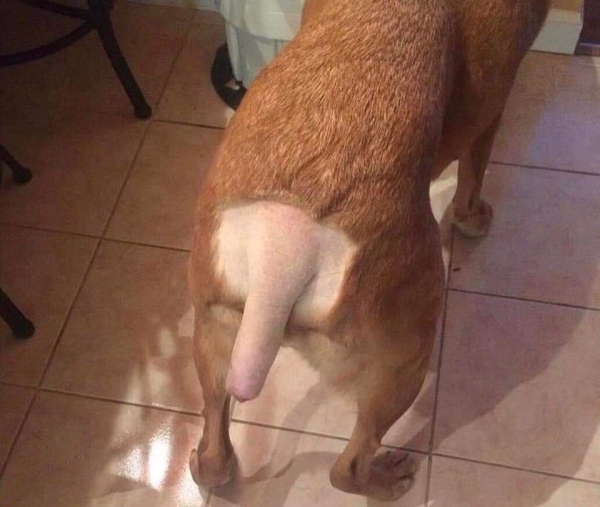 shaved dog tail