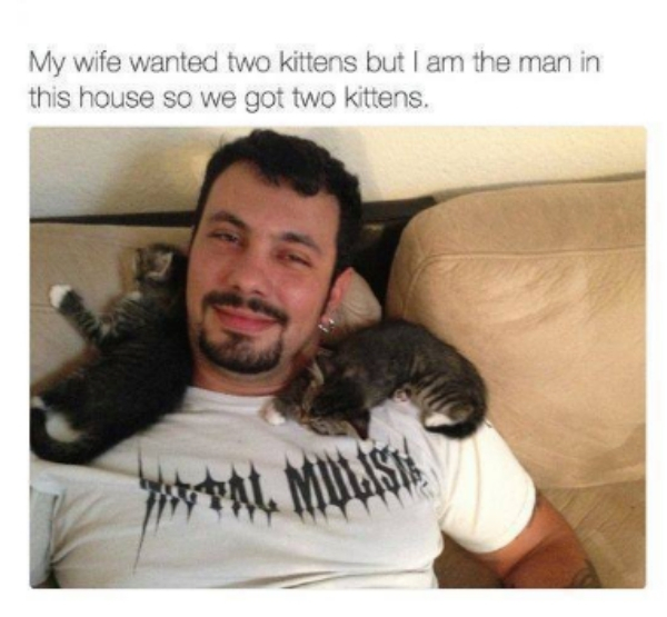 cat allergy funny - My wife wanted two kittens but I am the man in this house so we got two kittens,