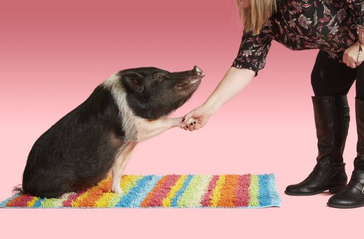 Most tricks performed by a pig in one minute: 13.