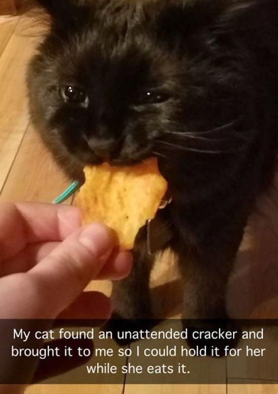 cracker cat - My cat found an unattended cracker and brought it to me so I could hold it for her while she eats it.