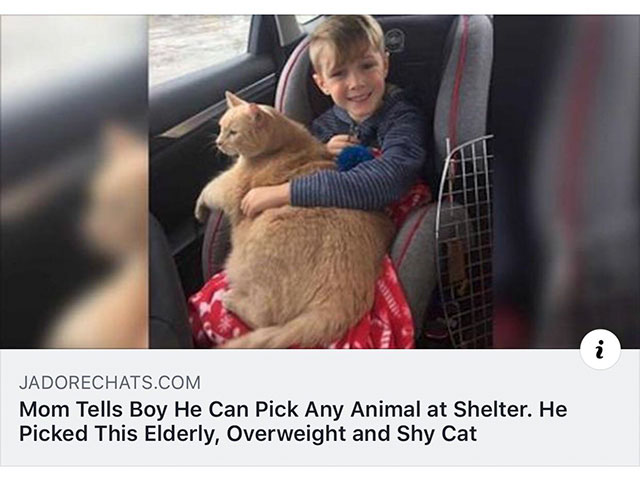 exploits valley spca - Liei Jadorechats.Com Mom Tells Boy He Can Pick Any Animal at Shelter. He Picked This Elderly, Overweight and Shy Cat