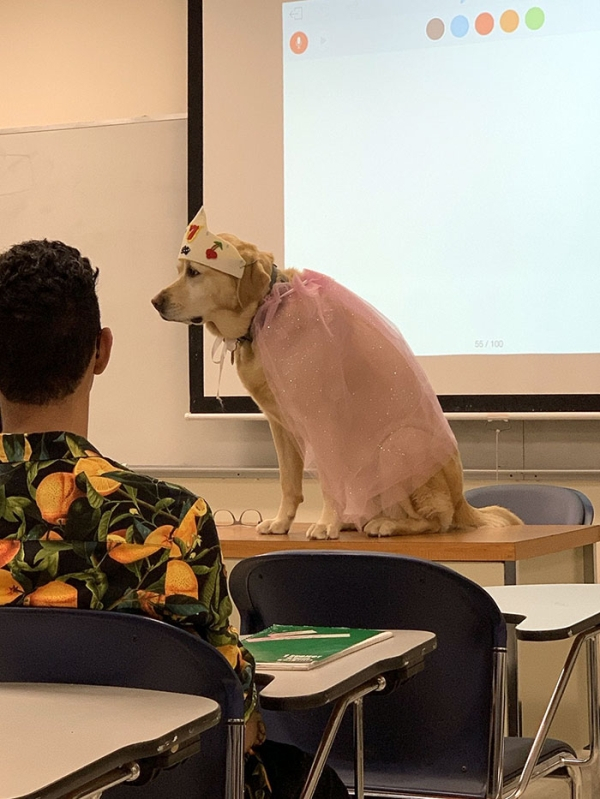 troll teacher dog - 001