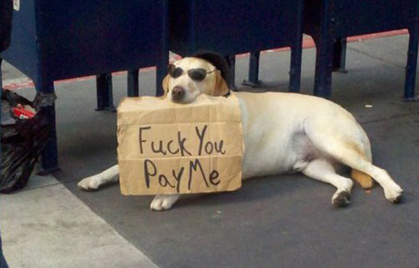 fuck you pay me dog meme - Fuck You PayMe