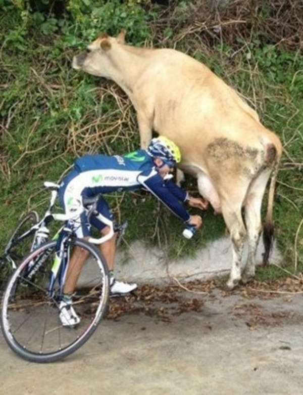 bicyclist milking a cow on the side of the road