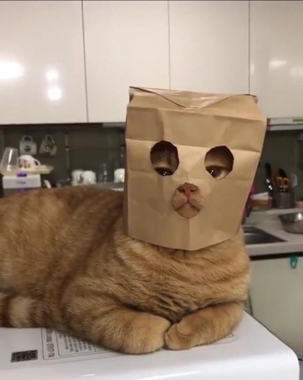 cat wearing paper bag mask