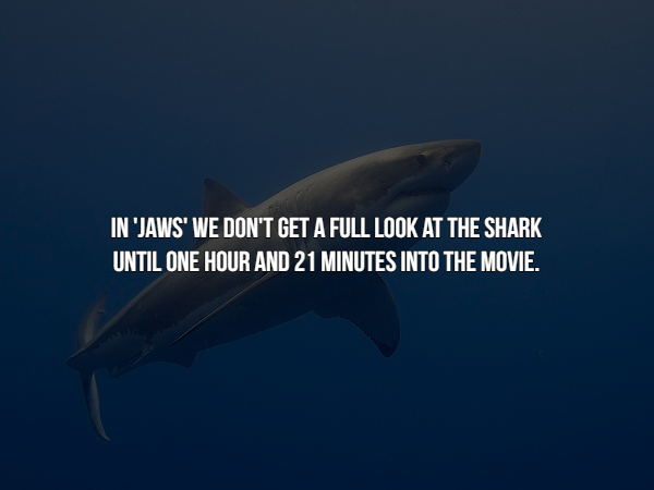 jiu jitsu quotes shark