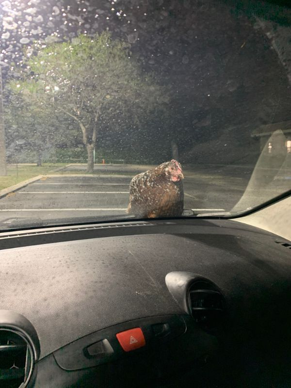 chicken on a car