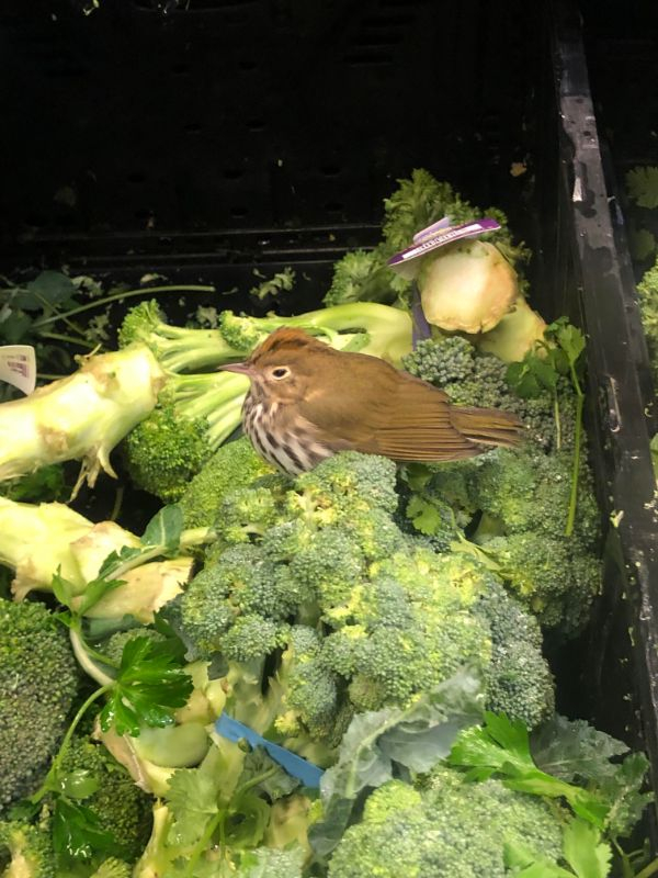 bird in broccoli