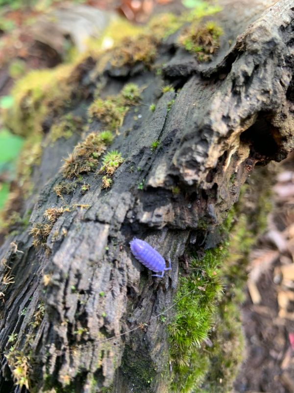 purple roly poly