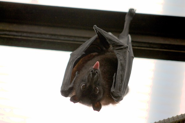 Bats communicate directly with one another. Besides humans, they are one of just a few species to do this.