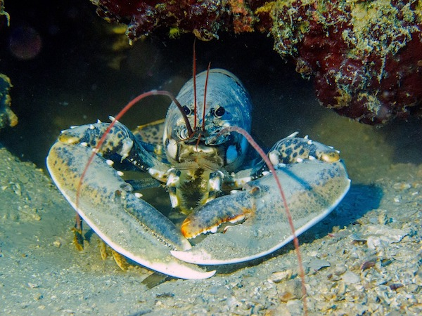 Lobsters pee out of holes in their faces and before mating, lobsters use them to pee on each other.