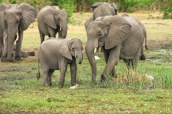 Elephants are one of the few animals that bury their dead.