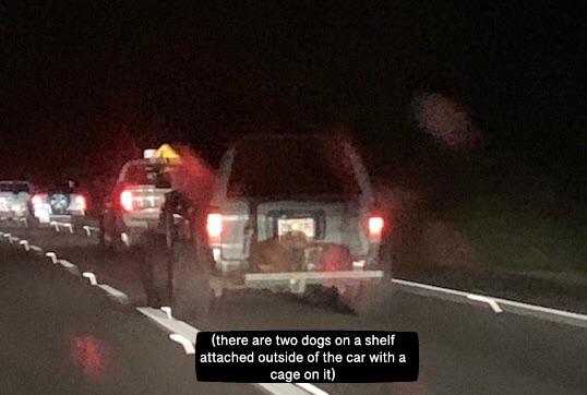 car - there are two dogs on a shelf attached outside of the car with a cage on it