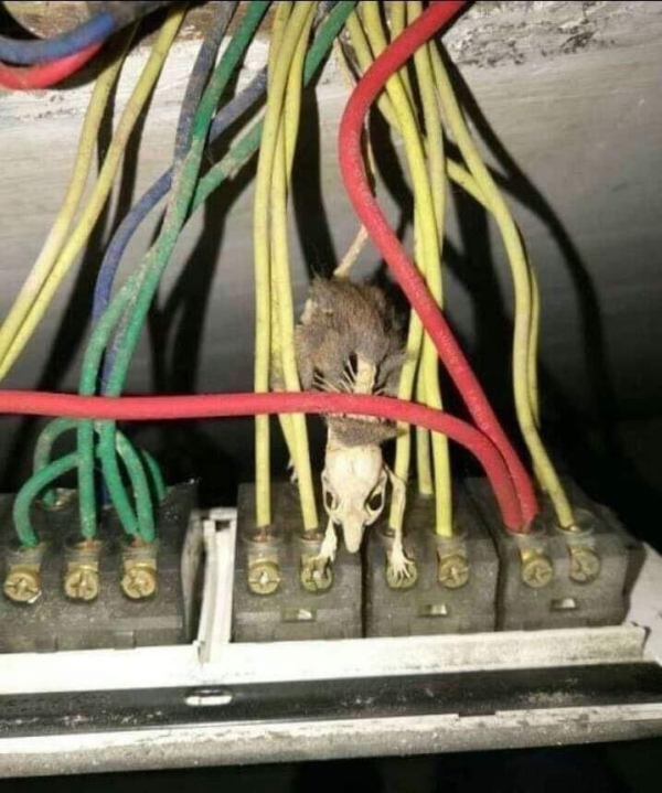 electrocuted mouse
