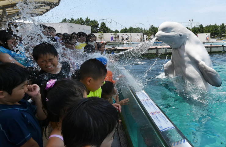 whale show for kids