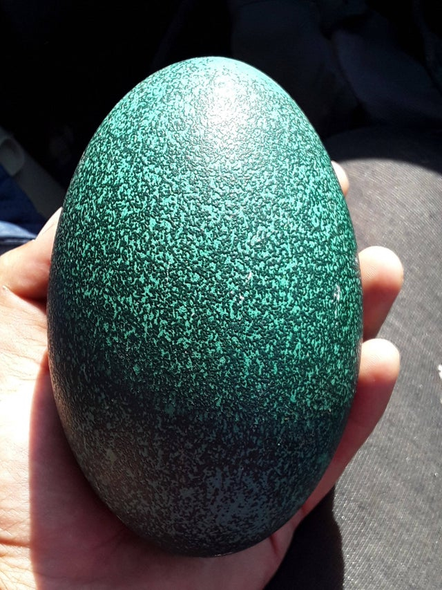 An emu’s eggs, which by the way, weigh around 1 lb each!