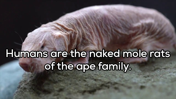 dick mole - Humans are the naked mole rats of the ape family.