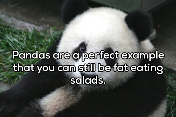 cute pandas - Pandas are a perfect example that you can still be fat eating salads.