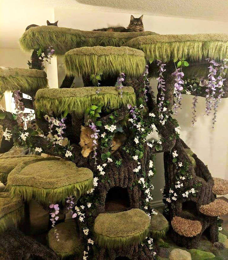 cat forest