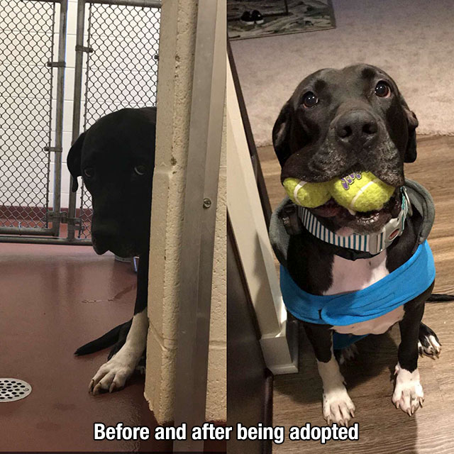 Dog - Do Before and after being adopted