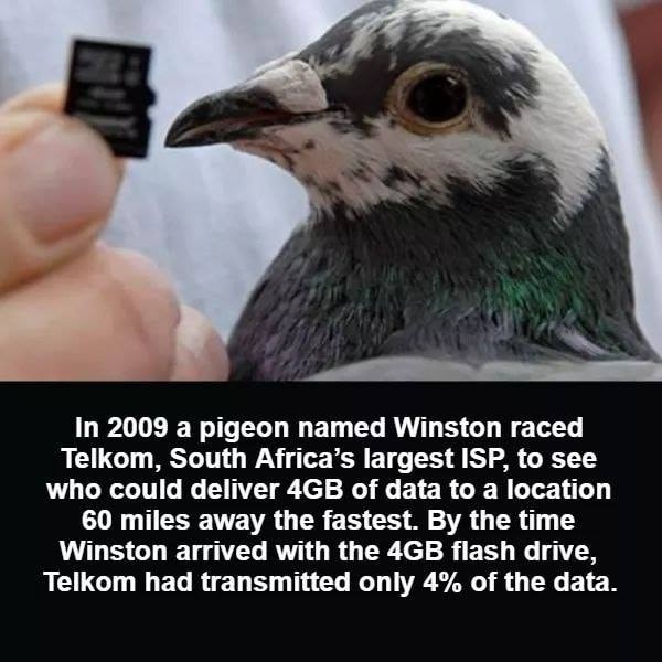wtf fun fact pigeon - In 2009 a pigeon named Winston raced Telkom, South Africa's largest Isp, to see who could deliver 4GB of data to a location 60 miles away the fastest. By the time Winston arrived with the 4GB flash drive, Telkom had transmitted only 