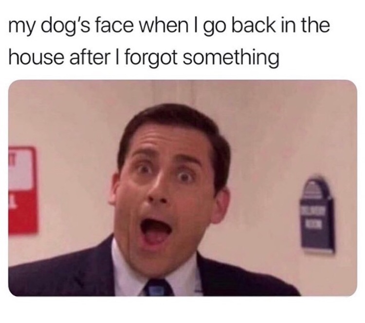 my dogs face when i go back - my dog's face when I go back in the house after I forgot something