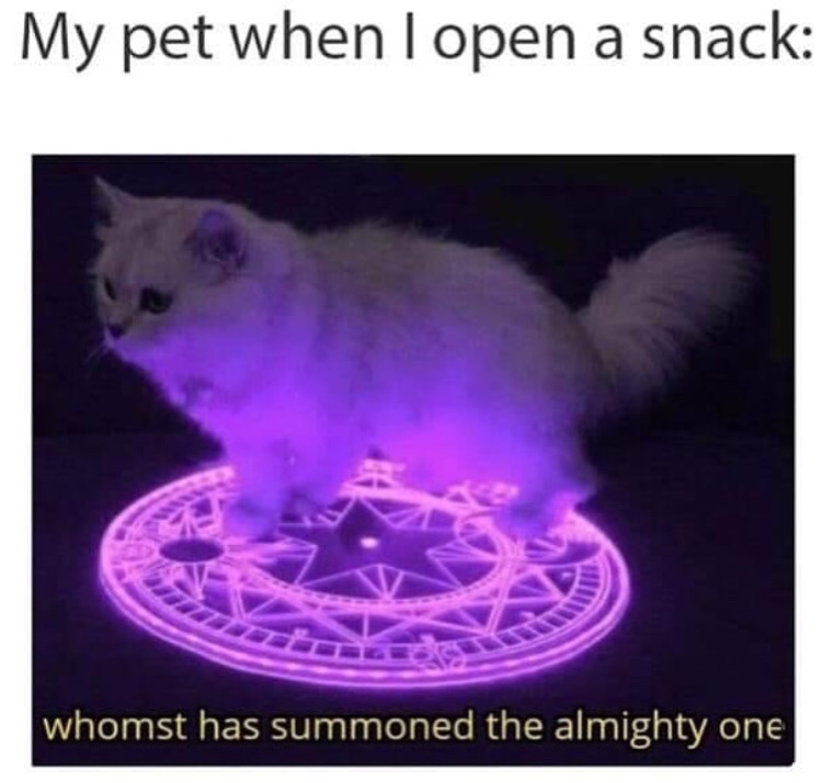 summon cat meme - My pet when I open a snack whomst has summoned the almighty one