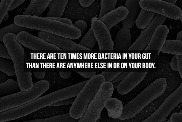 escherichia coli - There Are Ten Times More Bacteria In Your Gut Than There Are Anywhere Else In Or On Your Body.