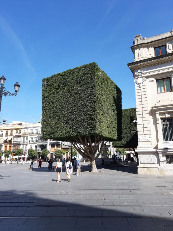 square tree sevilla