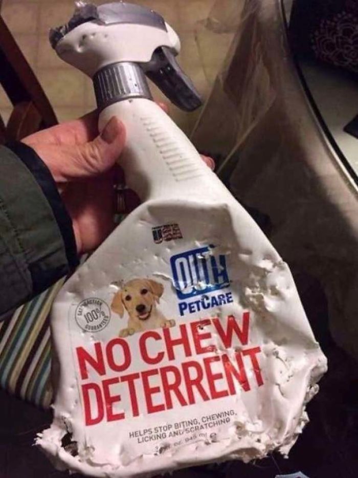 no chew deterrent spray - Outh Petcare No Chew Deterrent ma Helps Stop Biting, Chewing, Licking And Scratchino