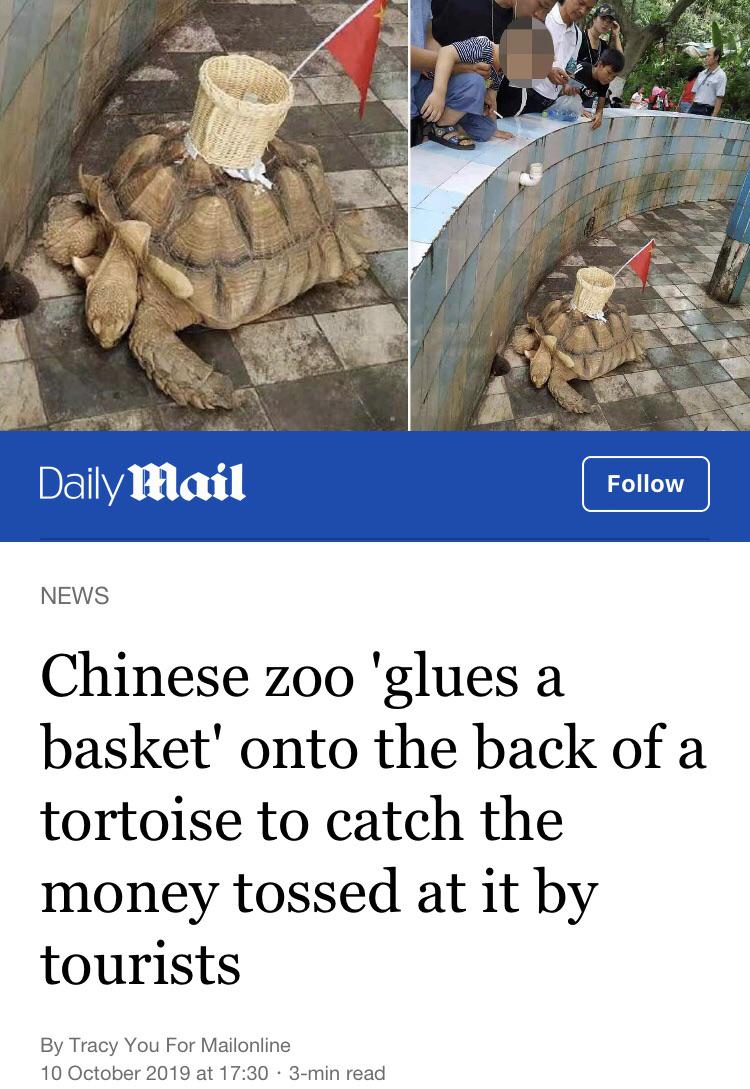 rock - Daily Mail News Chinese zoo 'glues a basket' onto the back of a tortoise to catch the money tossed at it by tourists By Tracy You For Mailonline at . 3min read