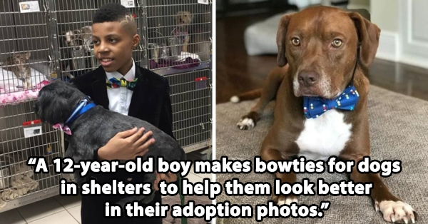Dog - A 12yearold boy makes bowties for dogs in shelters to help them look better in their adoption photos.