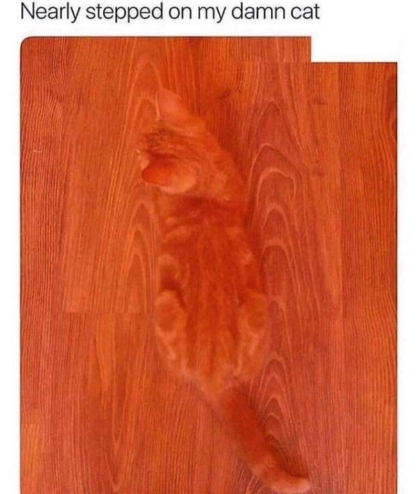 illusion orange - Nearly stepped on my damn cat