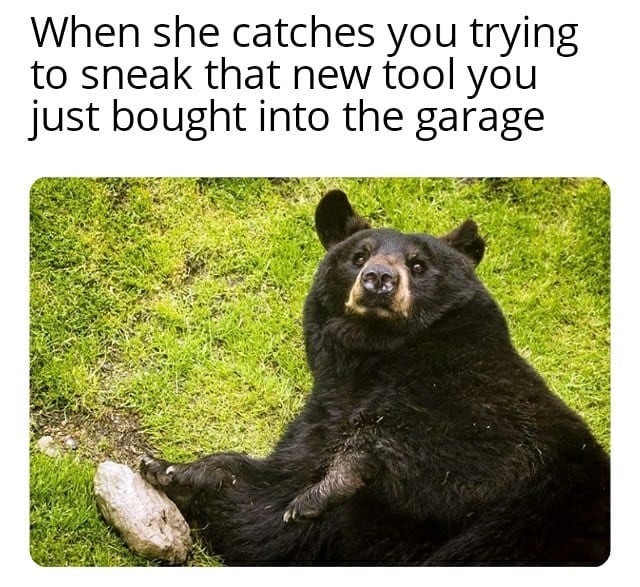 american black bear - When she catches you trying to sneak that new tool you just bought into the garage