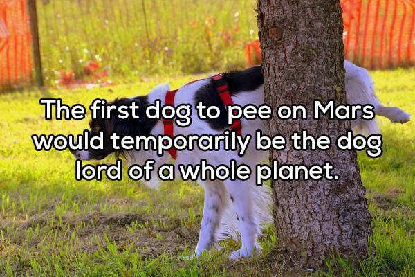 dog peeing - The first dog to pee on Mars would temporarily be the dog lord of a whole planet.