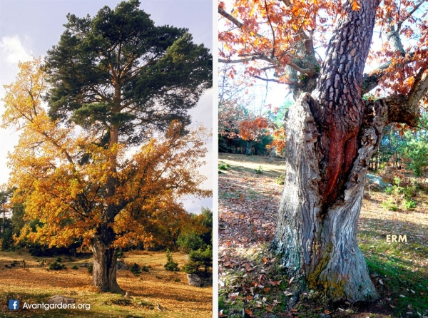 albar pine and oak - f Avantgardens.org