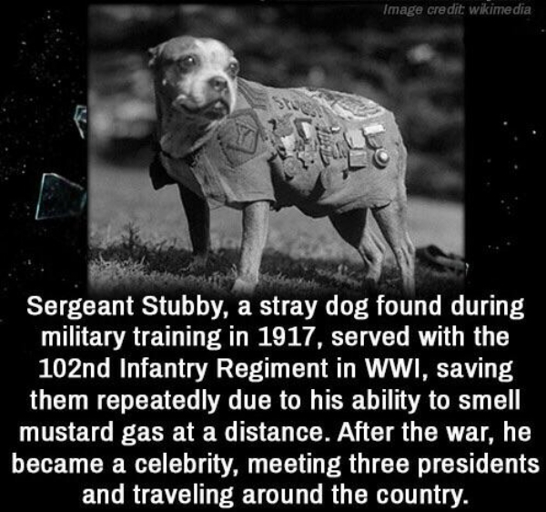 sergeant stubby - Image credit wikimedia Sergeant Stubby, a stray dog found during military training in 1917, served with the 102nd Infantry Regiment in Wwi, saving them repeatedly due to his ability to smell mustard gas at a distance. After the war, he b