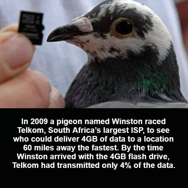 crazy facts about carrier pigeons - In 2009 a pigeon named Winston raced Telkom, South Africa's largest Isp, to see who could deliver 4GB of data to a location 60 miles away the fastest. By the time Winston arrived with the 4GB flash drive, Telkom had tra