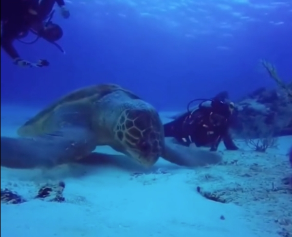 largest turtle ever recorded on camera