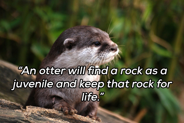 austria otter - "An otter will find a rock as a juvenile and keep that rock for life.