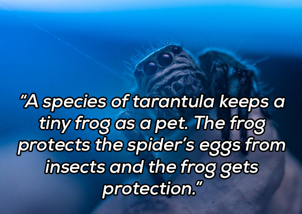 water - "A species of tarantula keeps a tiny frog as a pet. The frog protects the spider's eggs from insects and the frog gets protection."