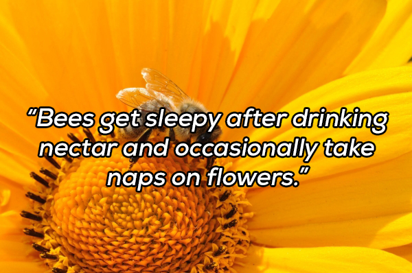 nectar flower - "Bees get sleepy after drinking nectar and occasionally take naps on flowers."