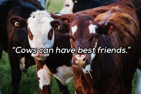 "Cows can have best friends."